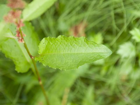 Patiente feuilles obtuses (Rumex obtusifolius)_8