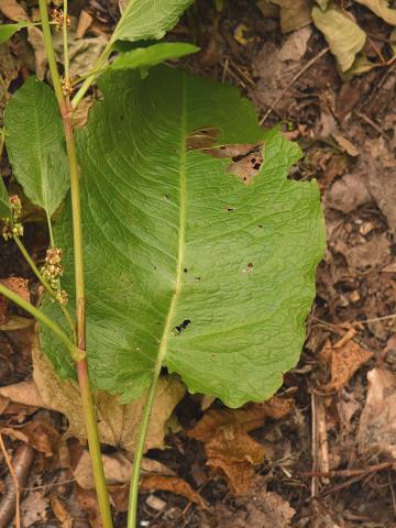 Patiente feuilles obtuses (Rumex obtusifolius)_10