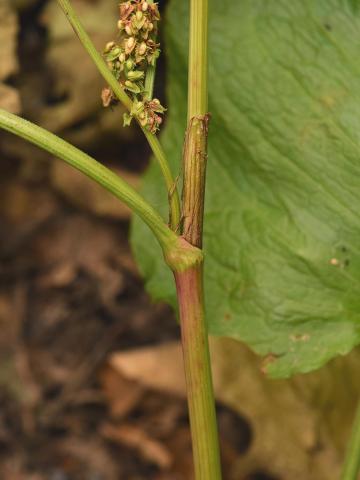 Patiente feuilles obtuses (Rumex obtusifolius)_11