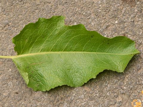 Patiente feuilles obtuses (Rumex obtusifolius)_13