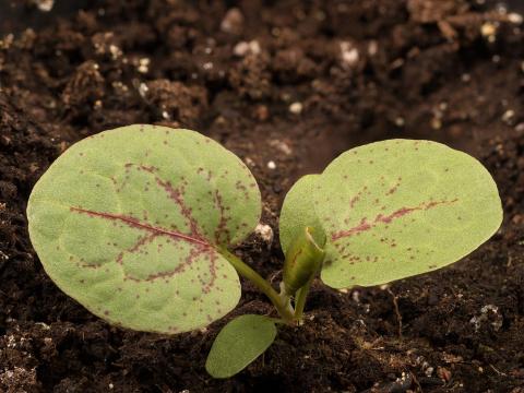 Patiente feuilles obtuses (Rumex obtusifolius)_16