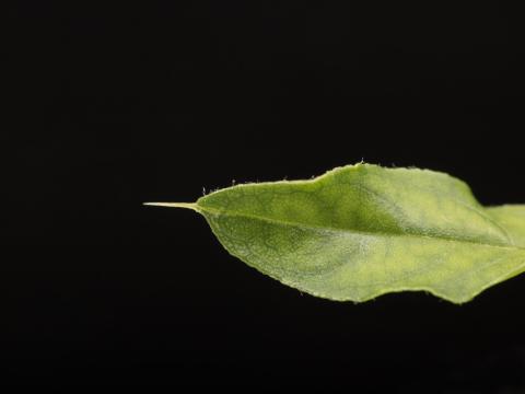 Amarante de Palmer(Amaranthus palmeri)_5