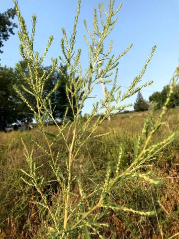 Kochia balais (Bassia scoparia)_10