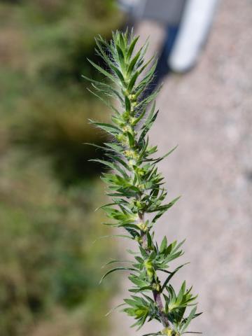 Kochia balais (Bassia scoparia)_19