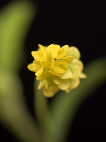 Luzerne lupuline (Medicago lupulina)_1