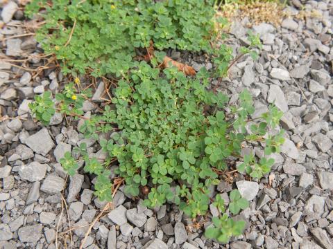 Luzerne lupuline (Medicago lupulina)_3