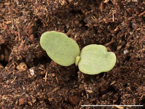 Luzerne lupuline (Medicago lupulina)_7