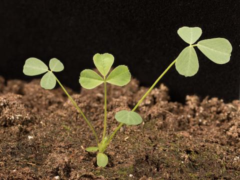 Luzerne lupuline (Medicago lupulina)_9