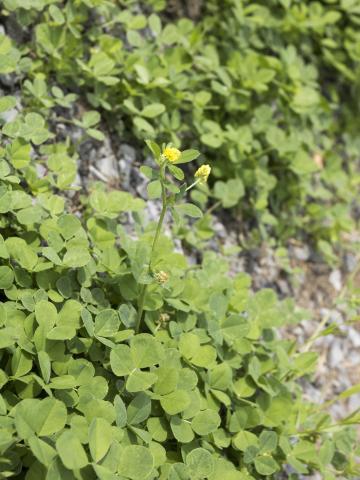 Luzerne lupuline (Medicago lupulina)_13