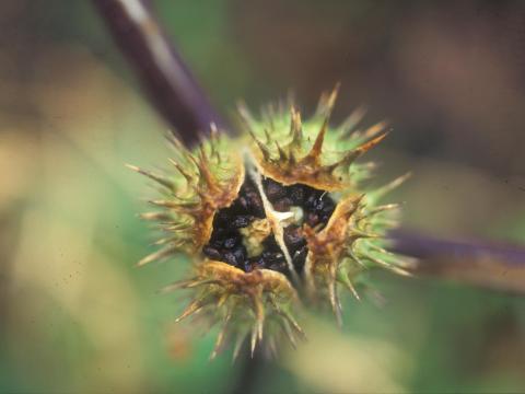 Stramoine commune(Datura stramonium)_5