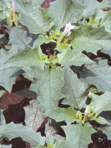 Stramoine commune(Datura stramonium)_6