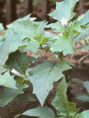 Stramoine commune(Datura stramonium)_8