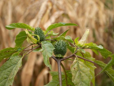 Stramoine commune(Datura stramonium)_14