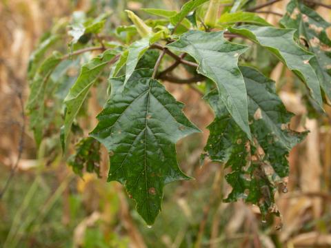 Stramoine commune(Datura stramonium)_16