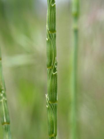 Égilope cylindrique(Aegilops cylindrica)_2