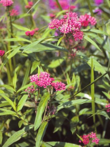 Asclépiade incarnate(Asclepias incarnata)_4