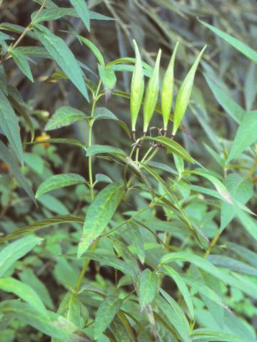 Asclépiade incarnate(Asclepias incarnata)_6