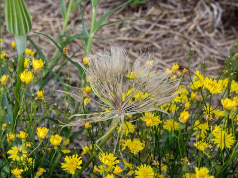 Salsifis majeur (Tragopogon dubius)_2