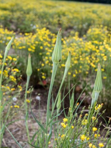 Salsifis majeur (Tragopogon dubius)_3