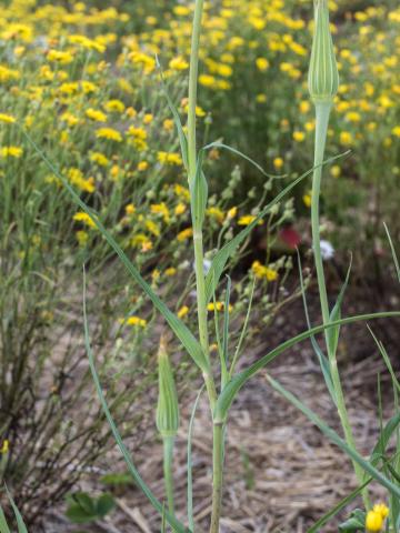 Salsifis majeur (Tragopogon dubius)_5