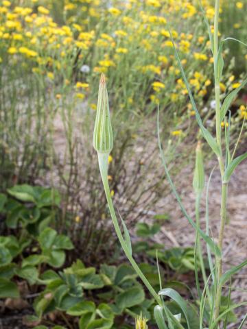 Salsifis majeur (Tragopogon dubius)_6