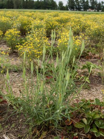 Salsifis majeur (Tragopogon dubius)_7