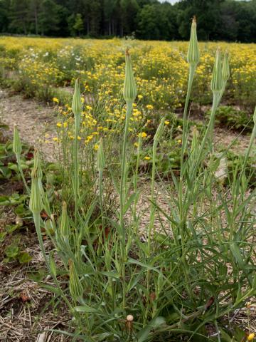 Salsifis majeur (Tragopogon dubius)_8