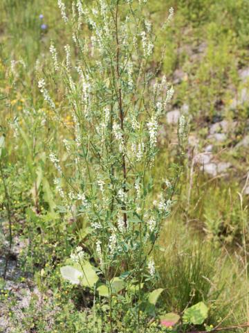 Mélilot blanc (Melilotus albus)_1