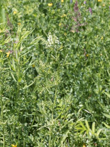 Mélilot blanc (Melilotus albus)_6