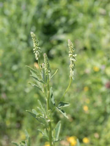 Mélilot blanc (Melilotus albus)_7