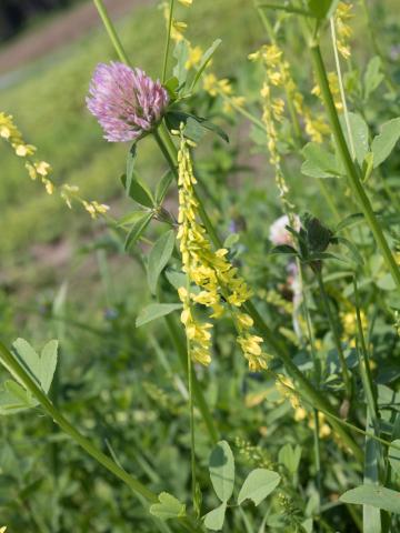 Mélilot jaune (Melilotus officinalis)_2