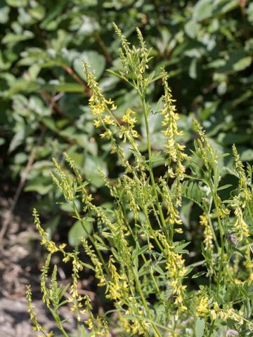 Mélilot jaune (Melilotus officinalis)_5