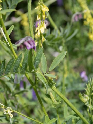 Mélilot jaune (Melilotus officinalis)_7