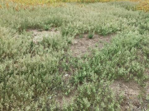 Éragrostide fétide (Eragrostis cilianensis)_1