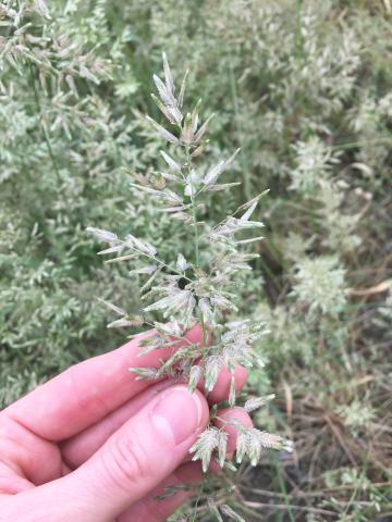 Éragrostide fétide (Eragrostis cilianensis)_4