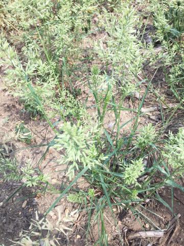 Éragrostide fétide (Eragrostis cilianensis)_6