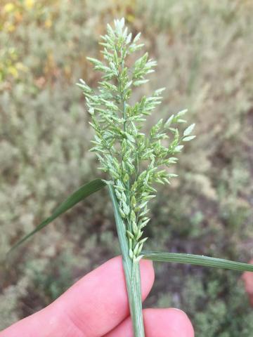 Éragrostide fétide (Eragrostis cilianensis)_7