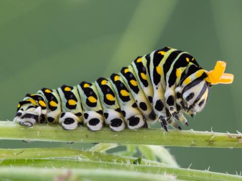 Papillon du céleri (Papilio polyxenes)_7