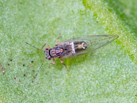 Psylle de la pomme de terre (Bactericera cockerelli)_3