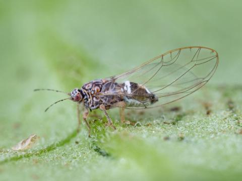 Psylle de la pomme de terre (Bactericera cockerelli)_4