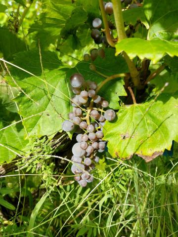 Vigne (raisin) - Virus de la tache annulaire de la tomate (ToRSV)_1