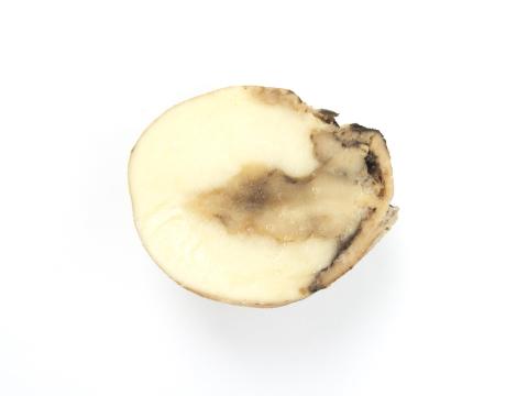 Pomme de terre - Pourriture molle bactérienne (Pectobacterium carotovorum)