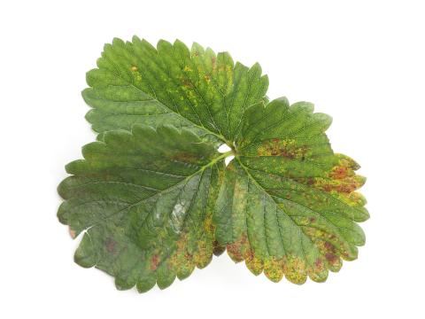 Fraise - Tache angulaire (Xanthomonas fragariae)