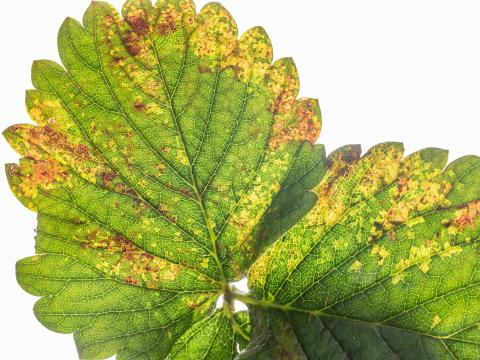 Fraise - Tache angulaire (Xanthomonas fragariae)