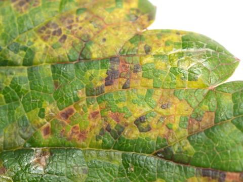 Fraise - Tache angulaire (Xanthomonas fragariae)