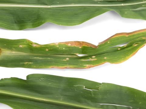 Maïs grain et fourrager - Anthracnose (Colletotrichum graminicola)