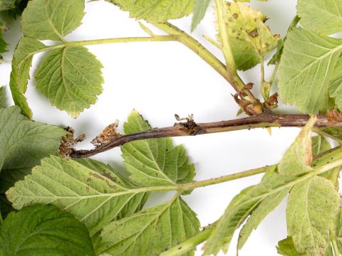 Framboise - Moisissure grise (Botrytis cinerea)