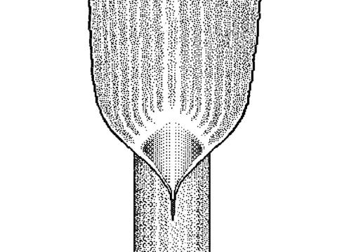 Identification_AucuneLigule