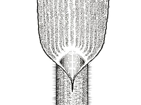 Identification_TigePubescente