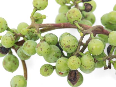 Vigne (raisin) - Pourriture noire (Phyllosticta ampelicida)_5